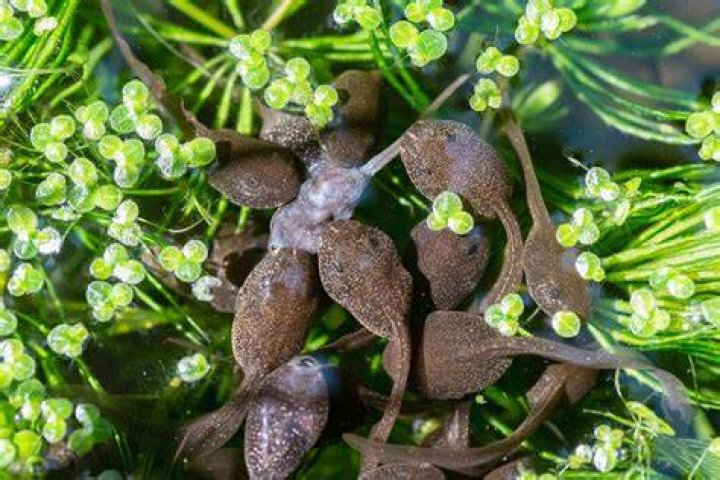 Can tadpoles survive in streams?