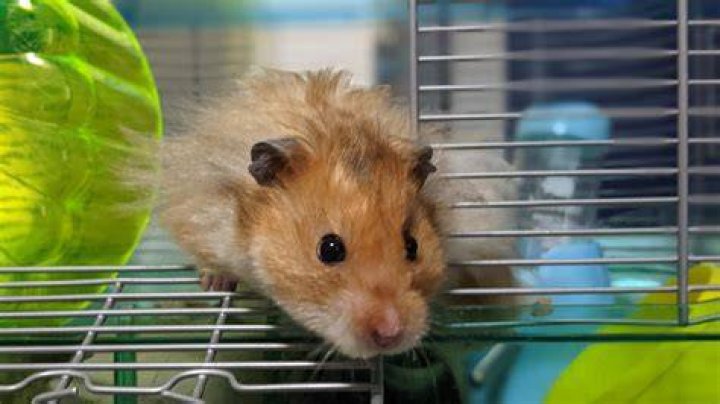 Can we eat hamster?