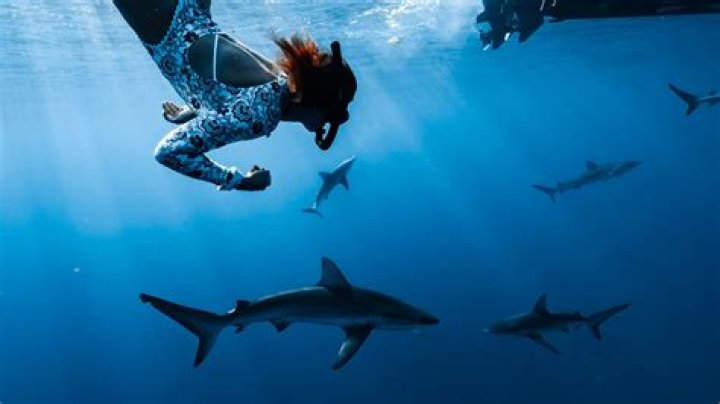 Can we swim with sharks?