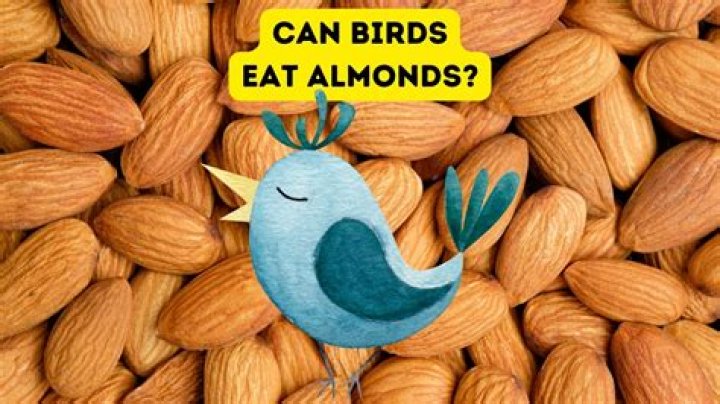 Can wild birds eat salted nuts?