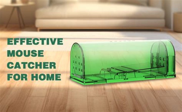 Can you catch a mouse and keep it as a pet?