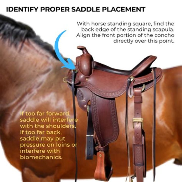 Can you correct a horse that paddles?