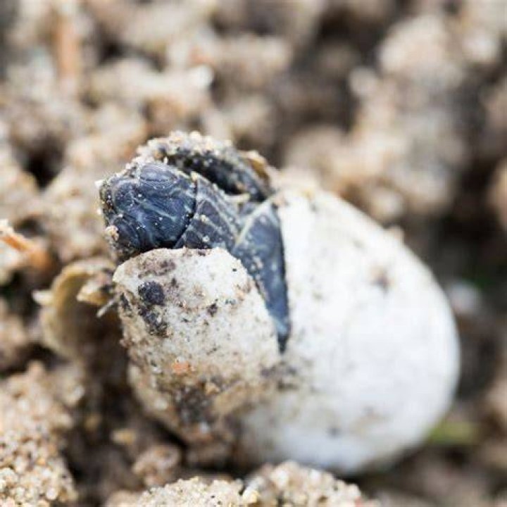 Can you eat painted turtle eggs?