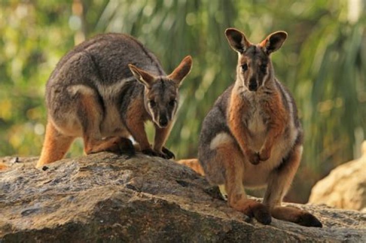 Can you eat wallaby in Australia?