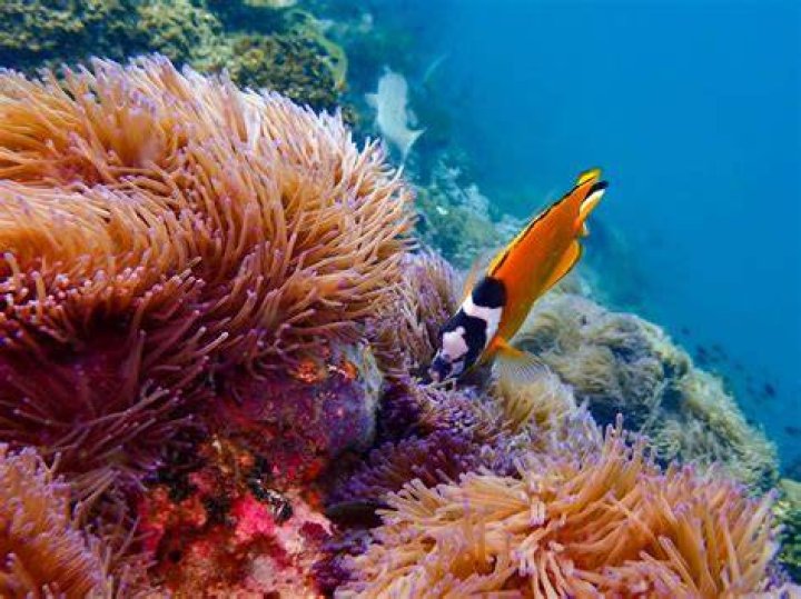 Can you fish at Conch Reef?