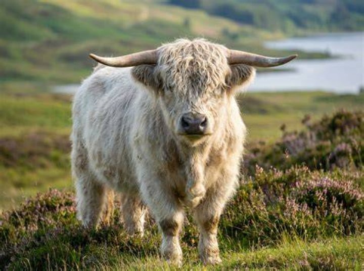 Can you get a cow in Skyrim?