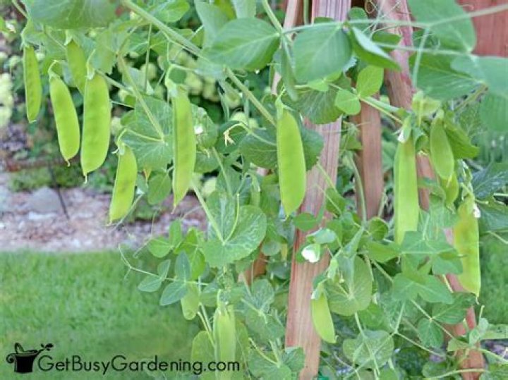 Can you get Marrowfat peas in the US?