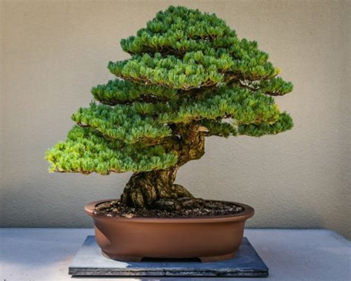 Can you grow a bonsai tree in Colorado?