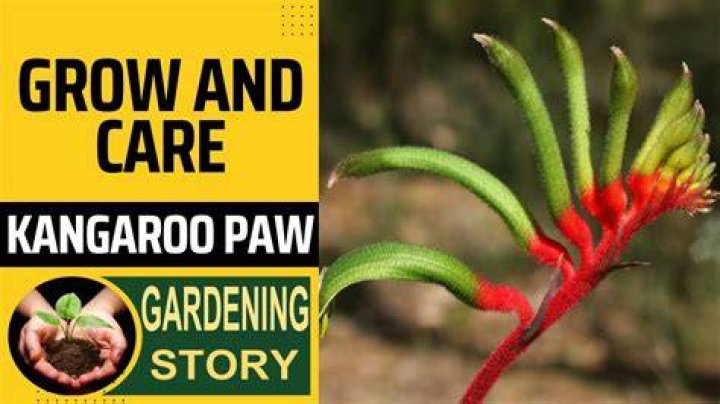 Can you grow kangaroo paw in the UK?