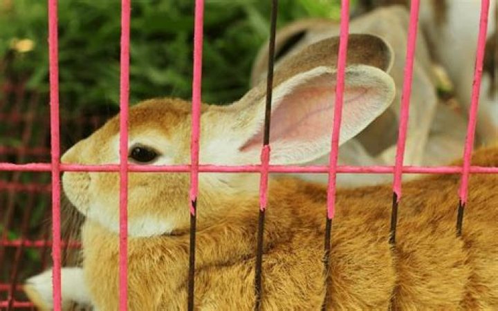 Can you keep a rabbit in a cage?