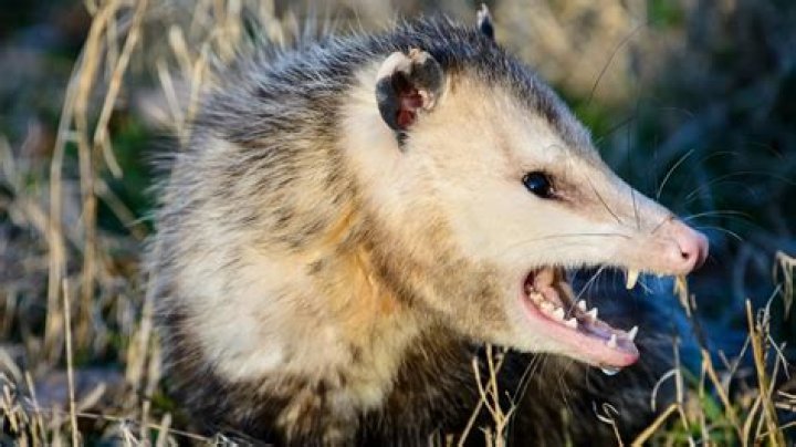 Can you kill possums in New Zealand?