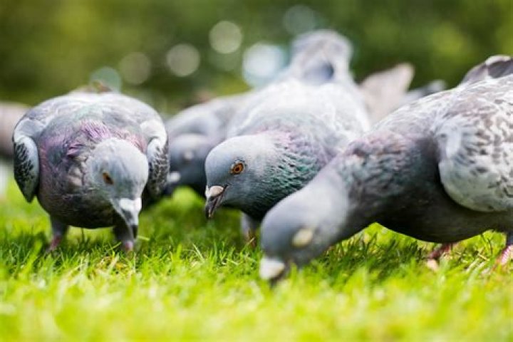 Can you legally shoot pigeons in the UK?
