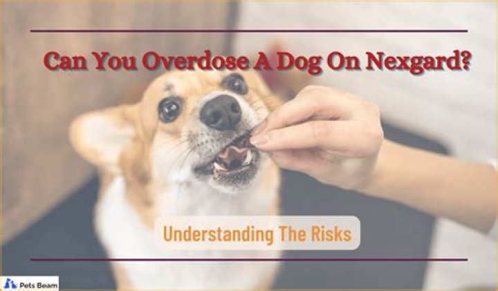 Can you overdose a dog on Nexgard?