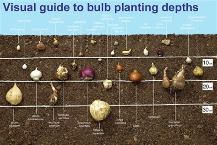 Can you plant multiple bulbs together?