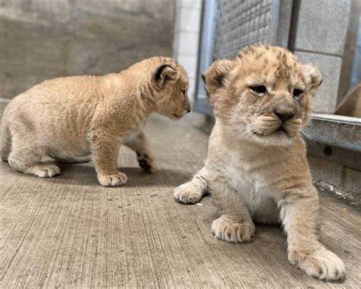 Can you play with lion cubs?