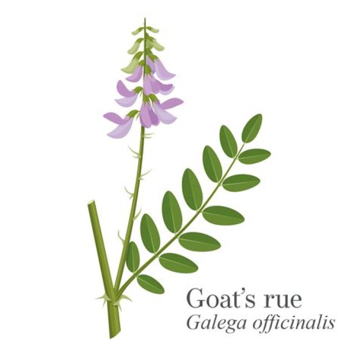 Can you take goat's rue and fenugreek together?