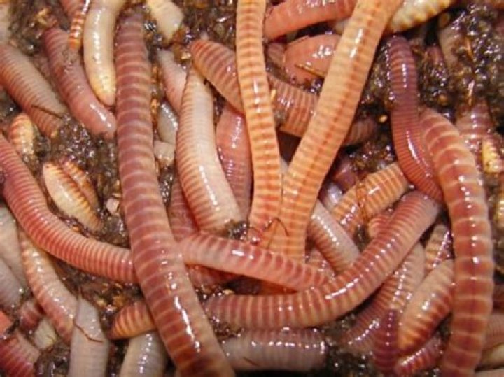 Can you use earthworms for sea fishing?
