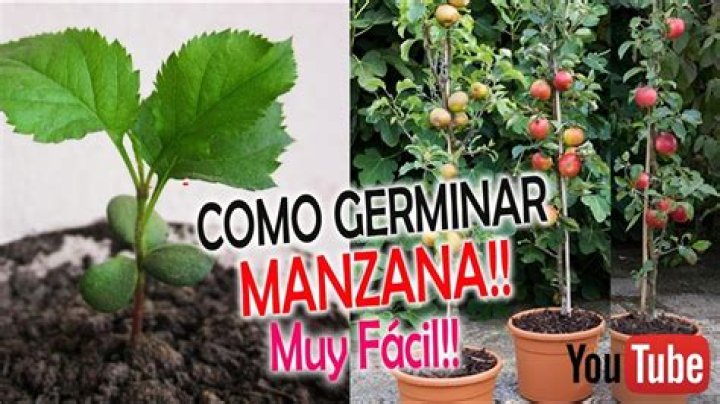 ¿Cómo germinar manzana y como plantarla?