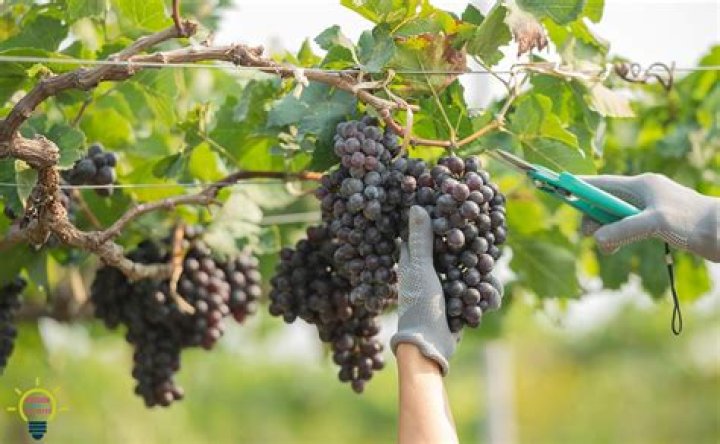 ¿Cómo hacer para que una parra de uvas?