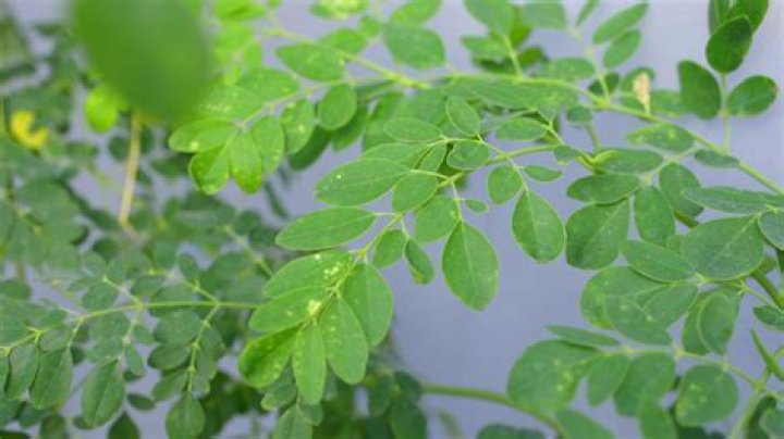¿Cómo plantar moringa en México?