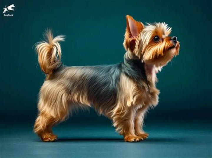 ¿Cómo saber que un cachorro de Yorkshire es puro?