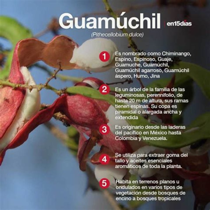 ¿Cómo se llama el Guamuchil en Guatemala?