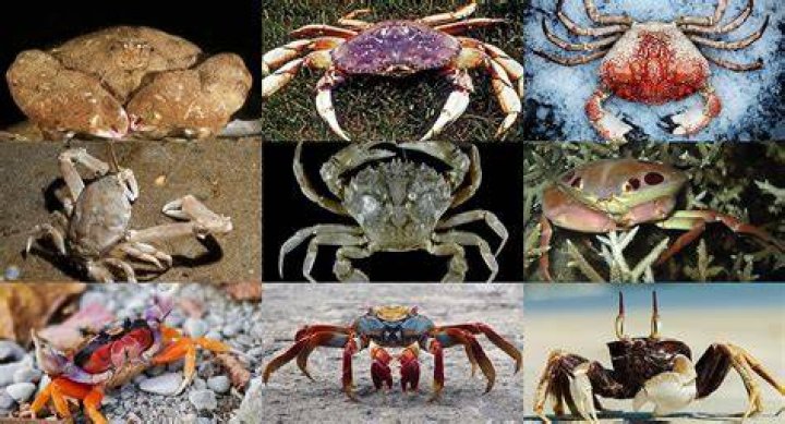 ¿Cómo se llama la familia de los cangrejos?