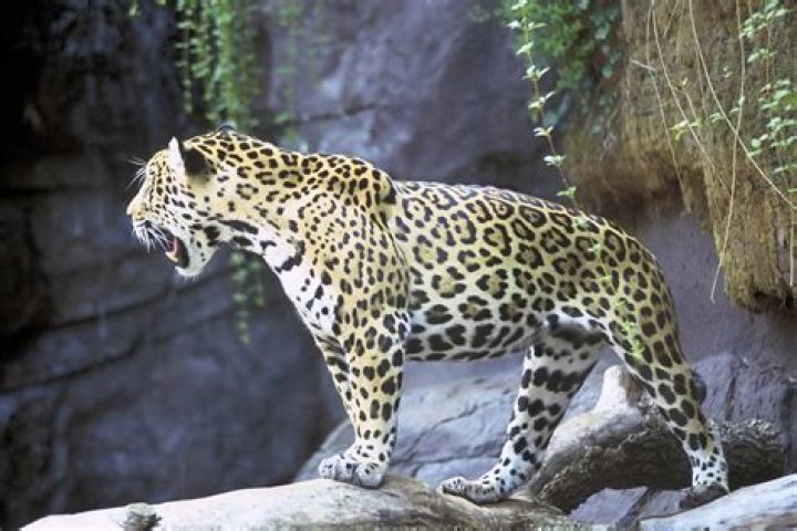¿Cuál es el dominio de la Panthera onca?