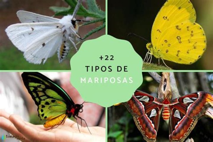 ¿Cuál es el país con mayor cantidad de especies de mariposas?