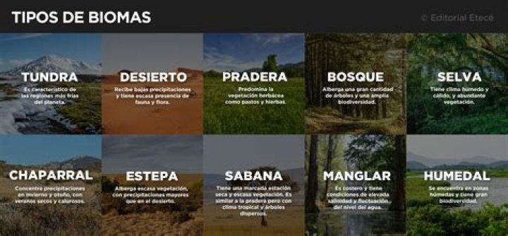 ¿Cuál es la función de los biomas en el planeta?
