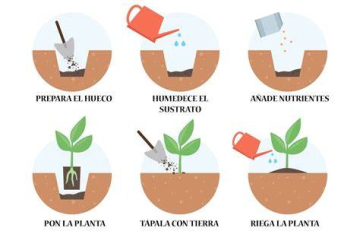 ¿Cuál es la mejor epoca para transplantar un nogal?