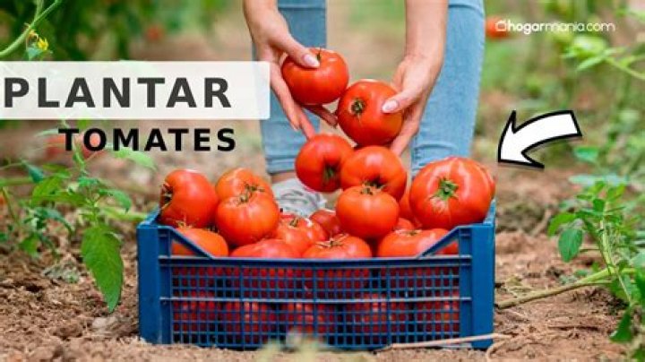 ¿Cuál es la mejor tierra para sembrar tomates?