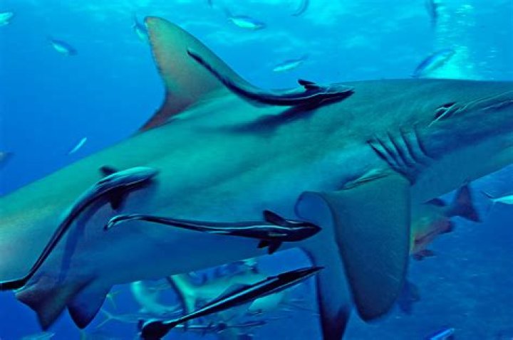 ¿Cuál es la relacion entre el tiburón y el pez remora?