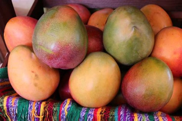 ¿Cuál es la temporada de mango en Venezuela?