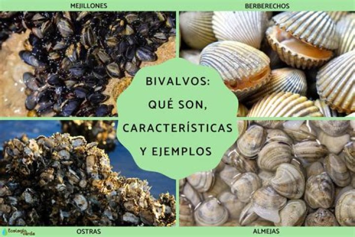 ¿Cuáles son las características de los ésteres?