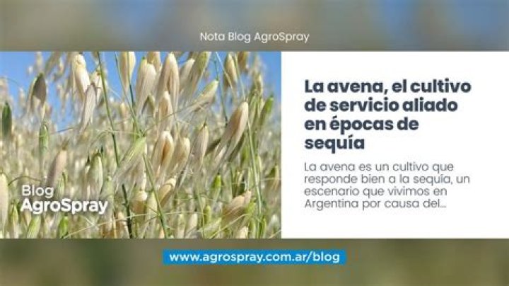 ¿Cuándo se cosecha la avena?