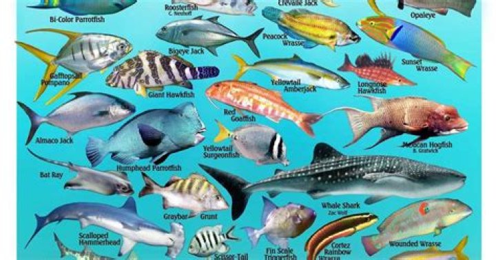 ¿Cuántas especies hay en el mar?