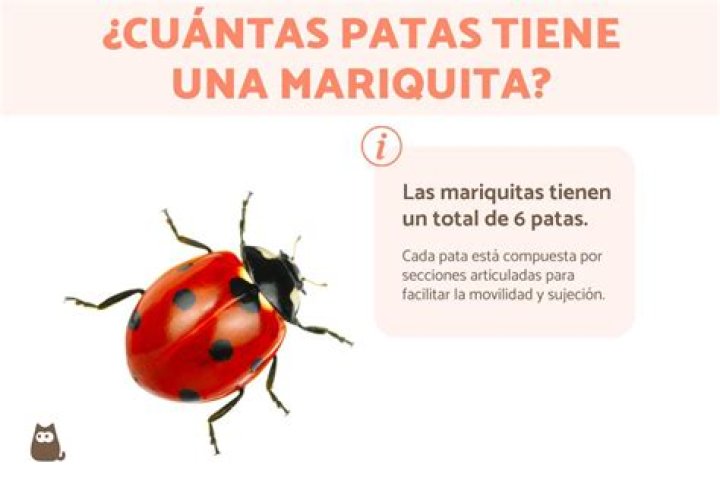 ¿Cuántas rodillas tiene una jirafa?