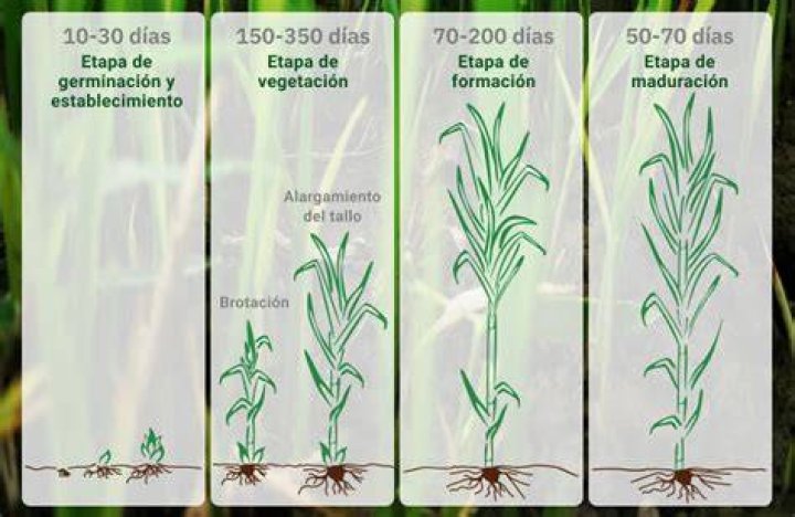 ¿Cuántas toneladas por hectarea produce la caña de azúcar?