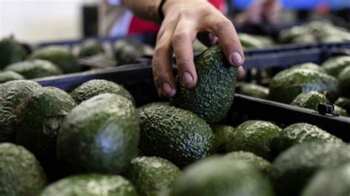 ¿Cuánto aguacate compra Estados Unidos?