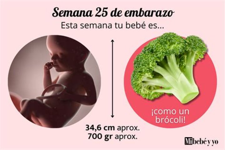 ¿Cuánto mide un bebé a las 25 semanas de gestacion?