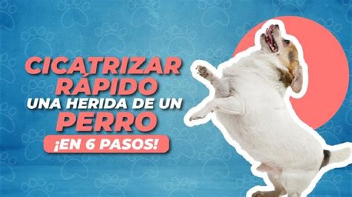 ¿Cuánto tarda en cicatrizar una operacion en un perro?