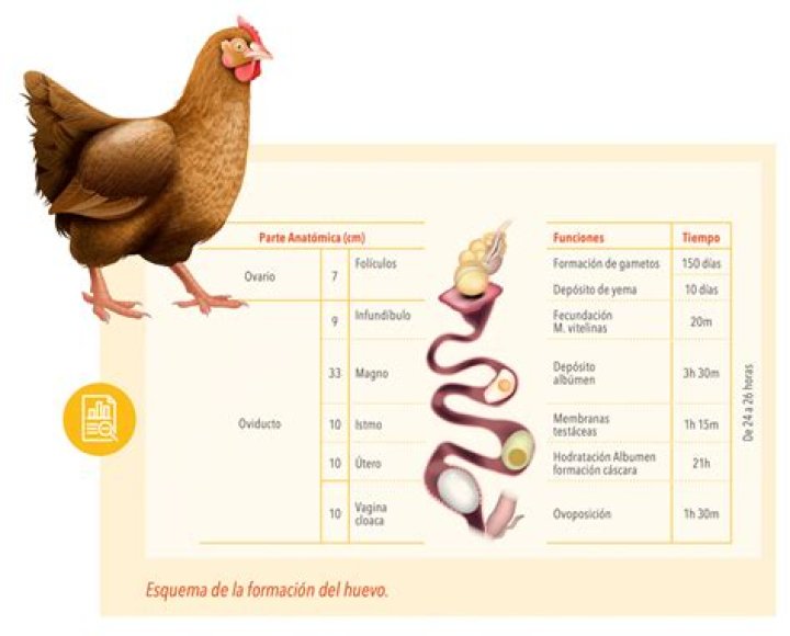 ¿Cuánto tiempo puede durar un huevo en la nevera?