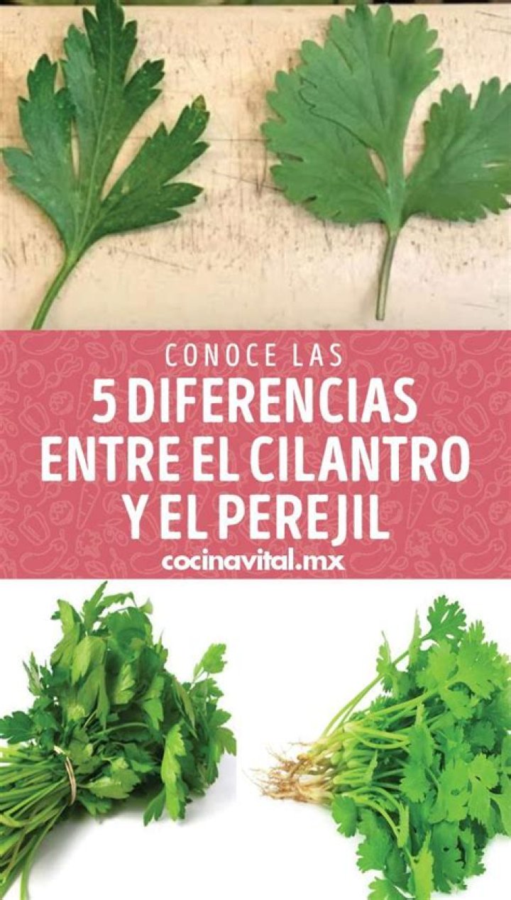 ¿Cuánto tiempo se toma el agua de cilantro y perejil?