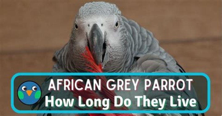 Do African Greys get along with dogs?