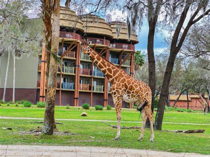 Do all rooms at Animal Kingdom Lodge have balconies?