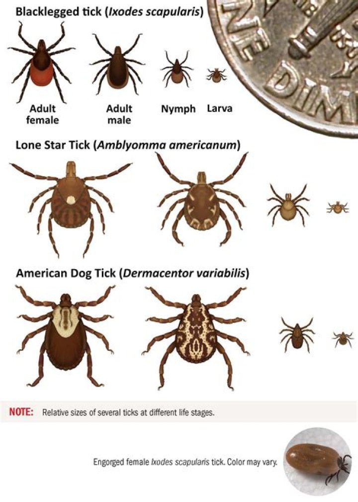 Do all ticks have 8 legs?
