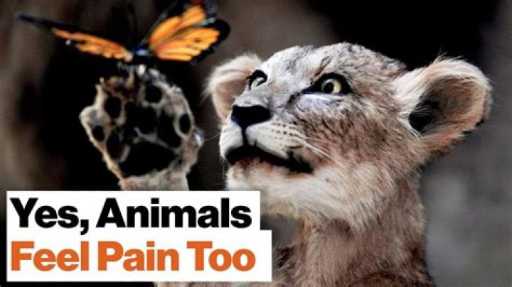Do animals feel the same pain as humans?