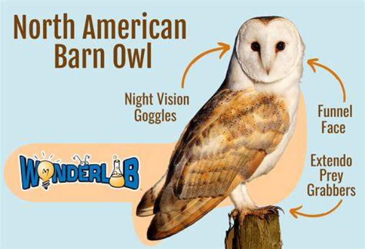 Do Barn owls live in America?