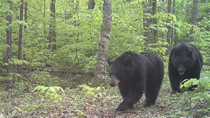Do black bears mate?